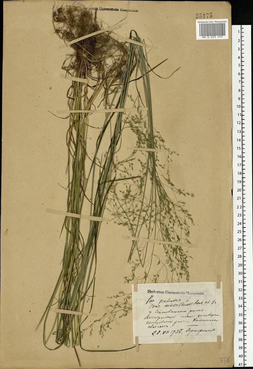 Poa palustris L., Eastern Europe, North-Western region (E2) (Russia)