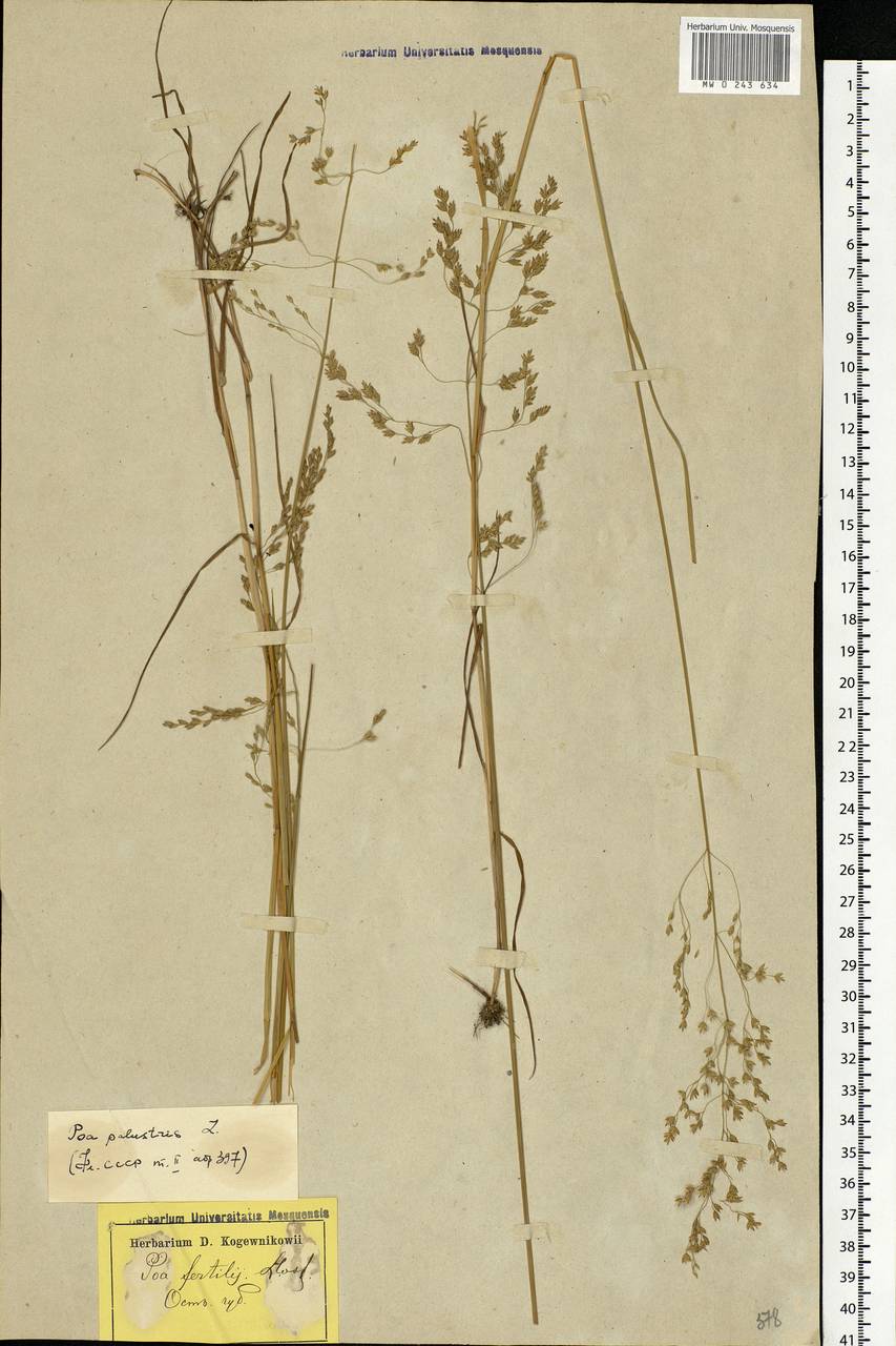 Poa palustris L., Eastern Europe, North-Western region (E2) (Russia)