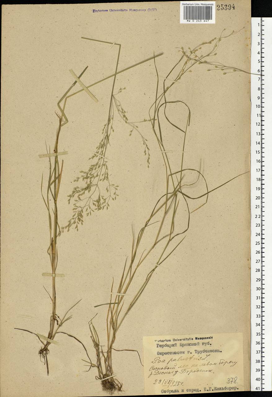 Poa palustris L., Eastern Europe, Western region (E3) (Russia)