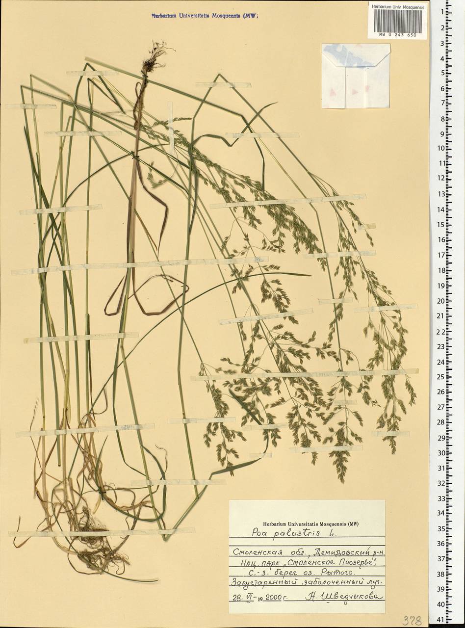 Poa palustris L., Eastern Europe, Western region (E3) (Russia)