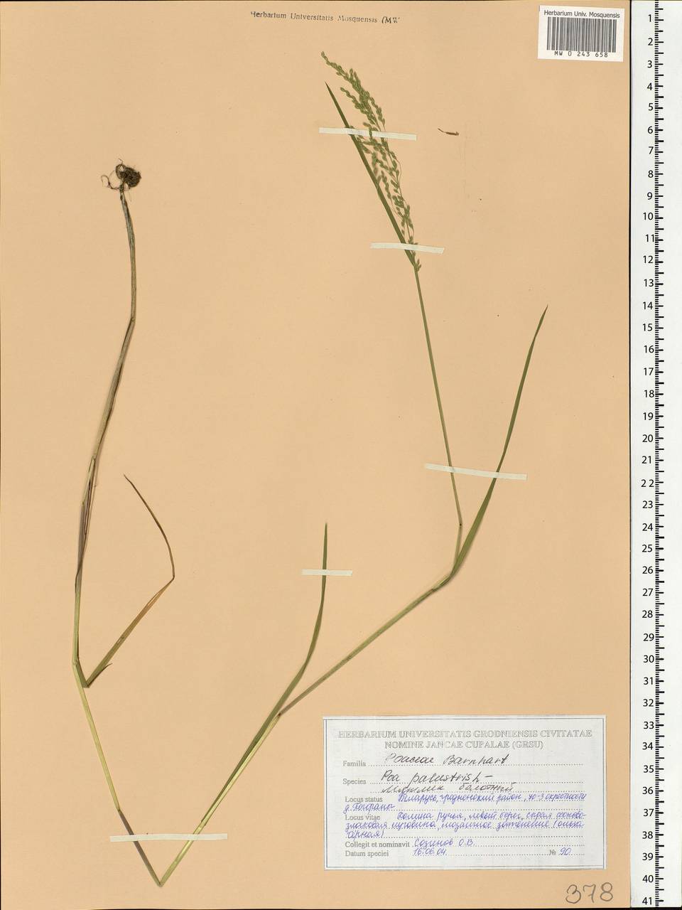 Poa palustris L., Eastern Europe, Belarus (E3a) (Belarus)