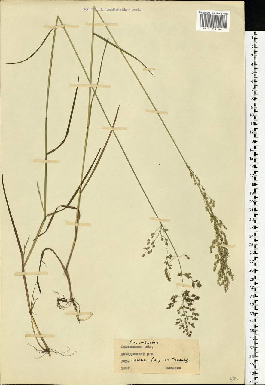 Poa palustris L., Eastern Europe, Western region (E3) (Russia)