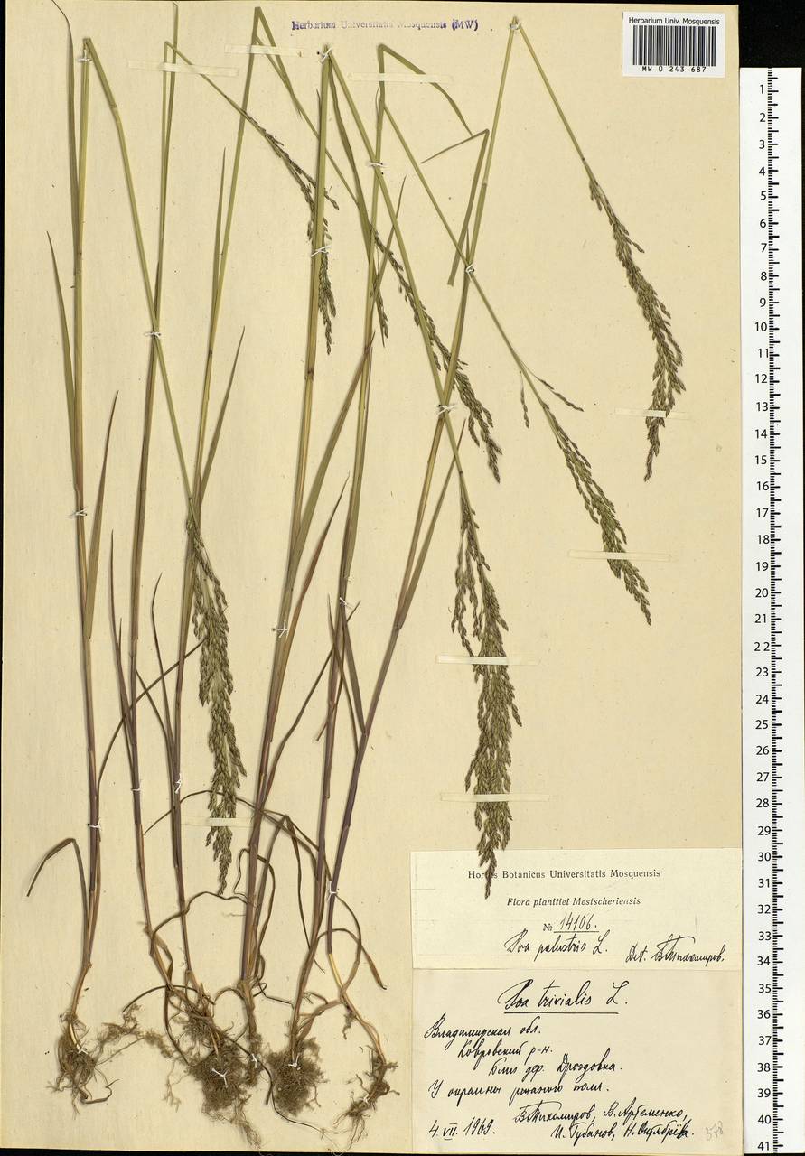 Poa palustris L., Eastern Europe, Central region (E4) (Russia)
