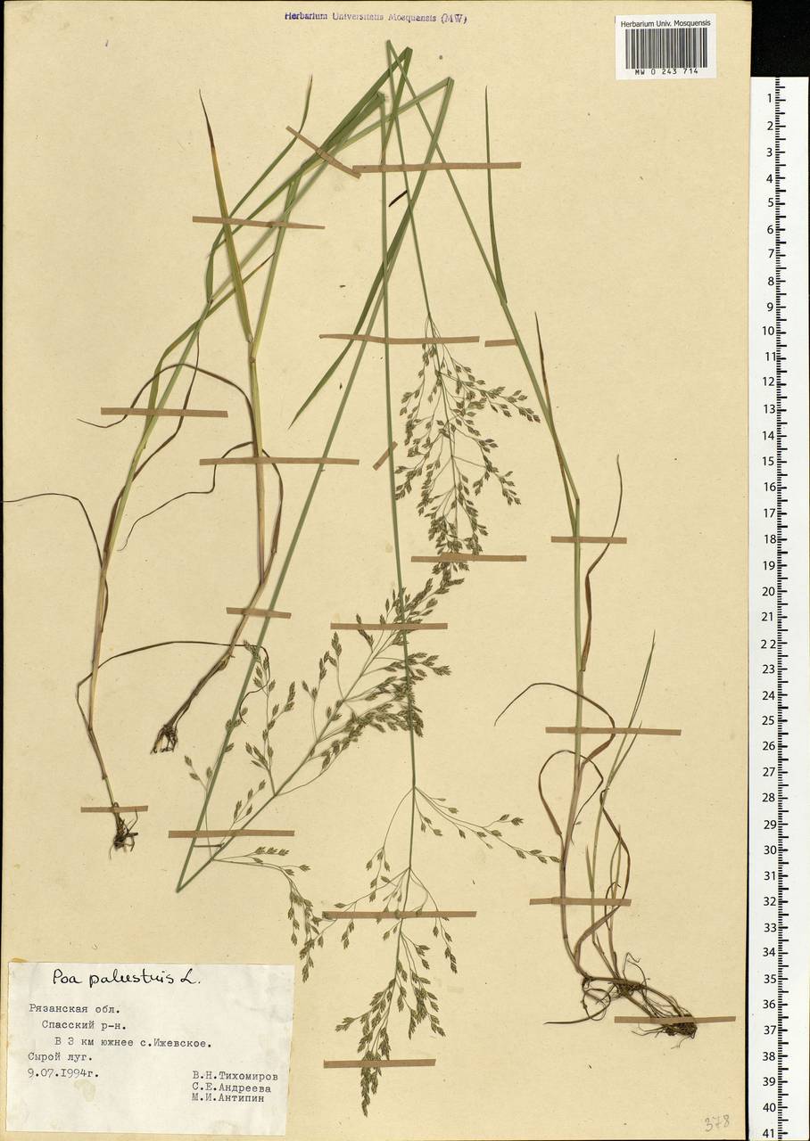 Poa palustris L., Eastern Europe, Central region (E4) (Russia)
