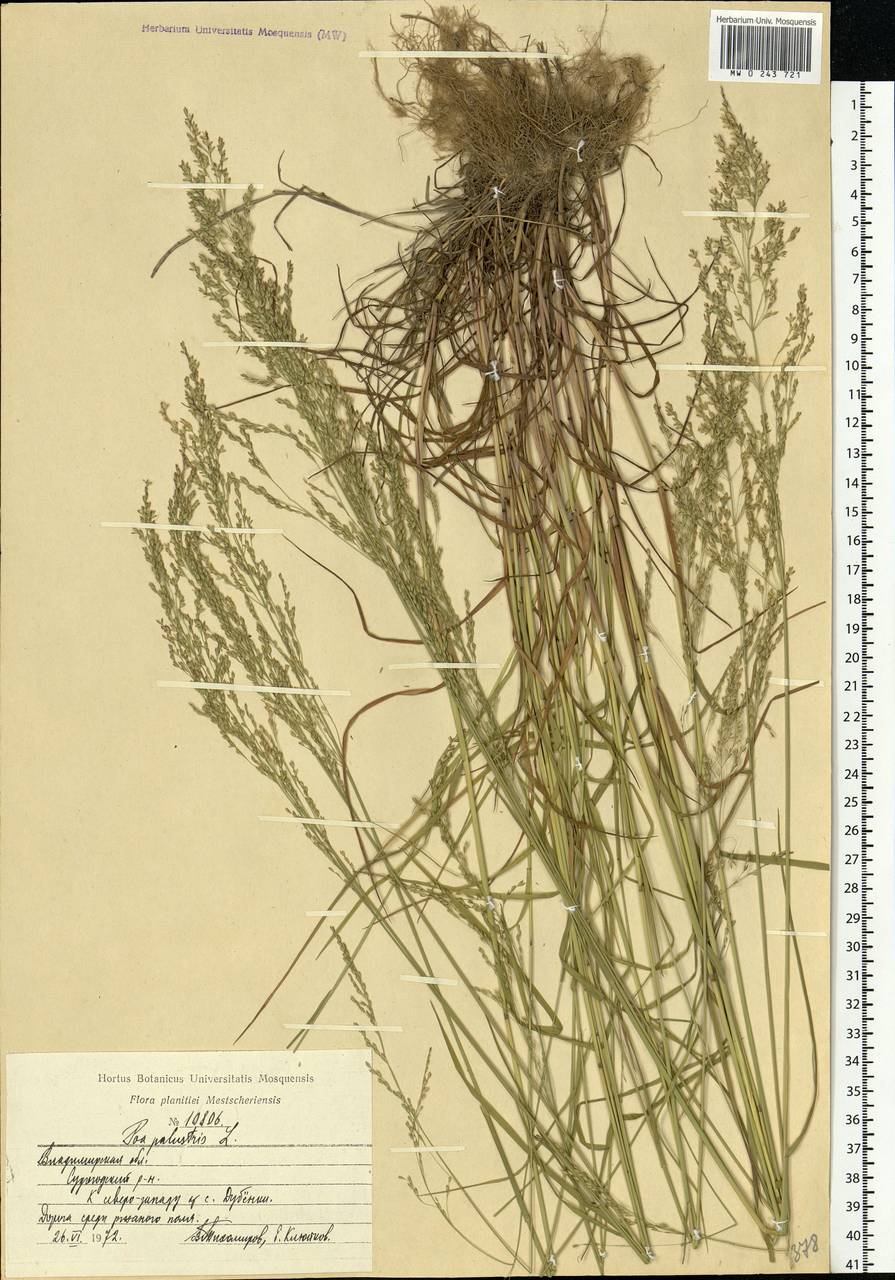 Poa palustris L., Eastern Europe, Central region (E4) (Russia)