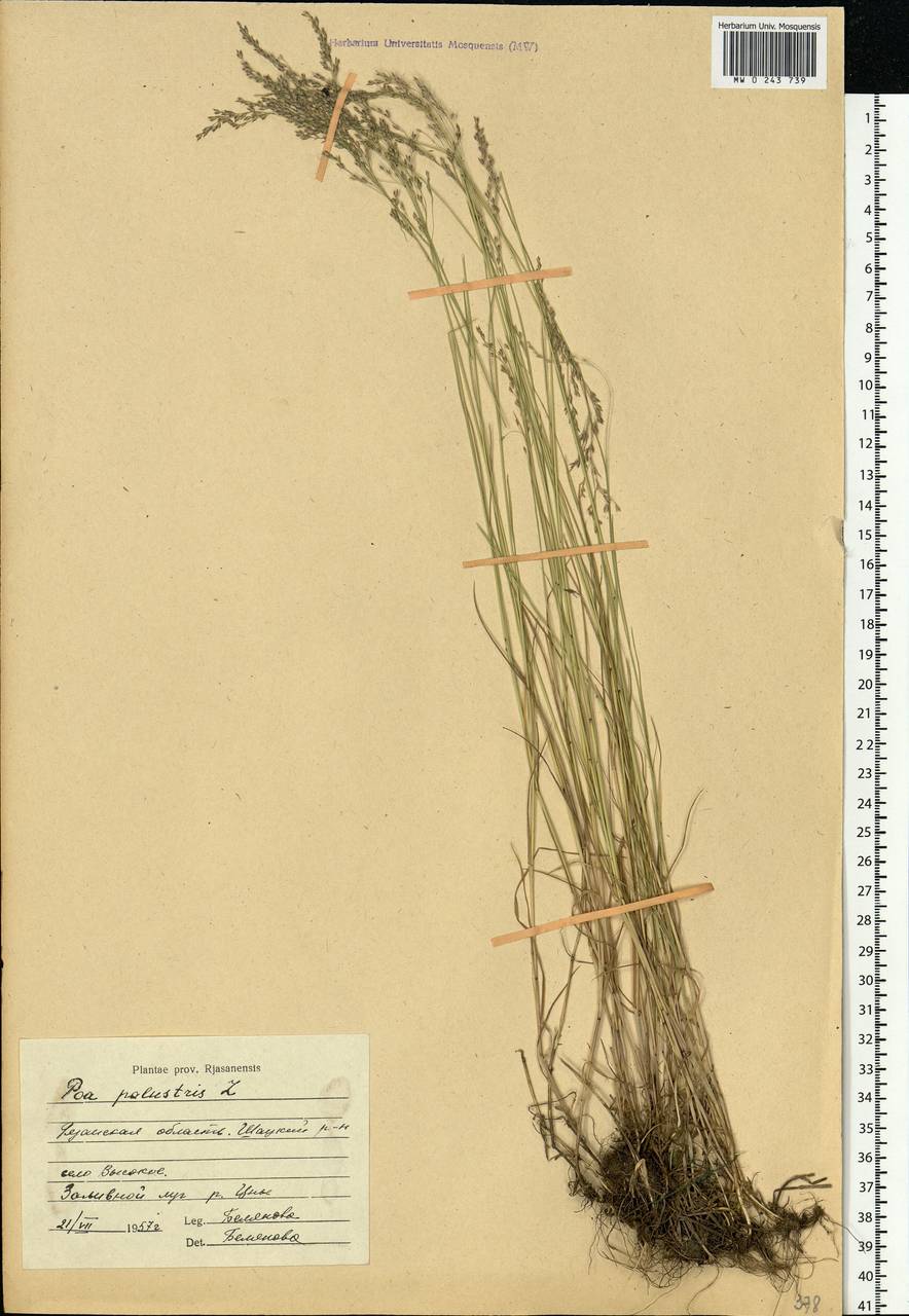 Poa palustris L., Eastern Europe, Central region (E4) (Russia)