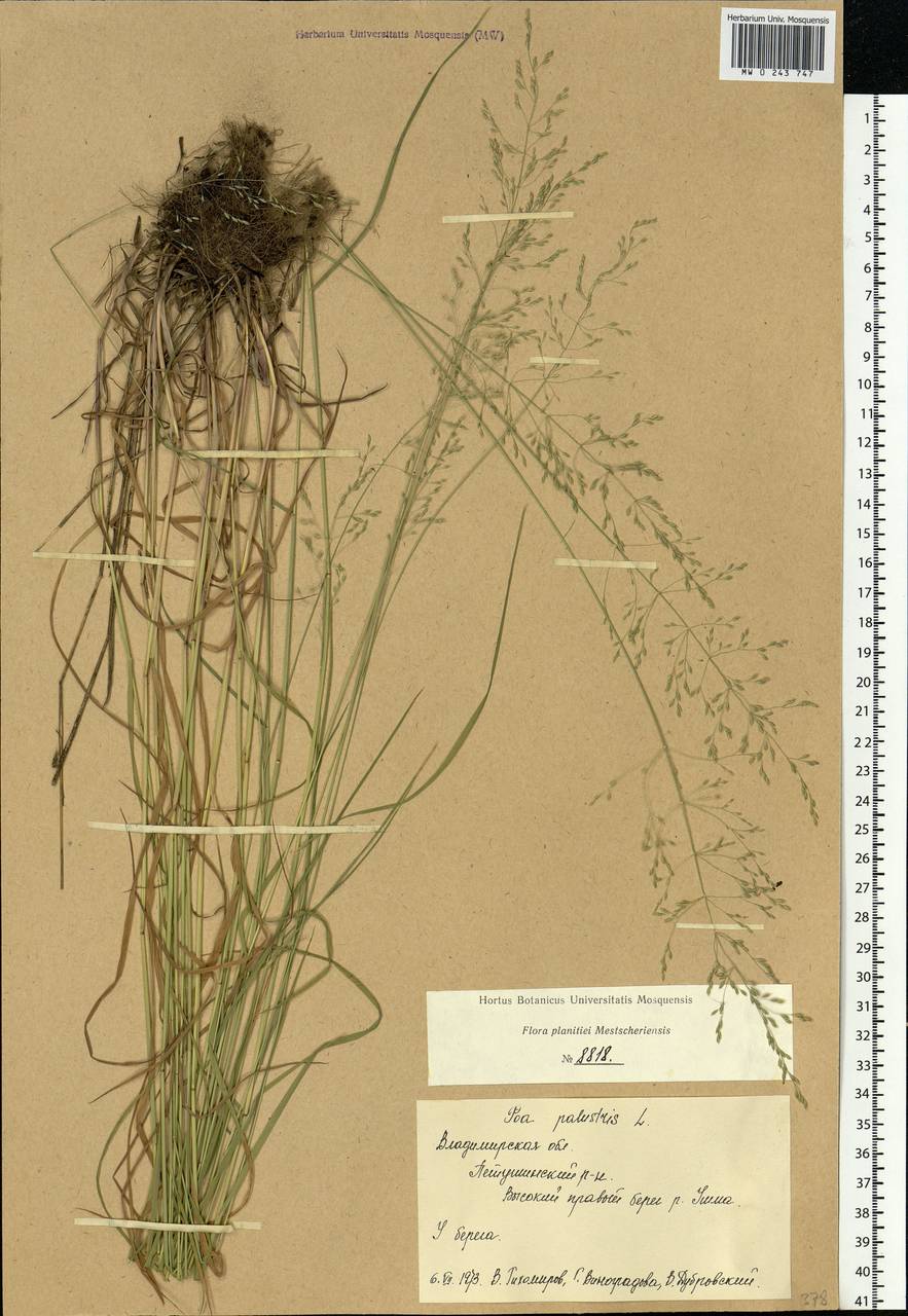 Poa palustris L., Eastern Europe, Central region (E4) (Russia)