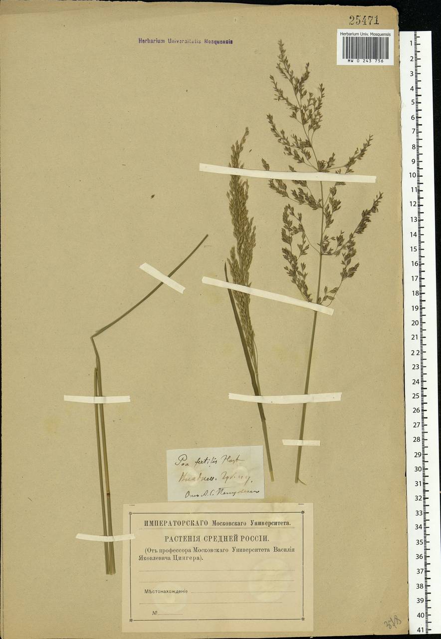 Poa palustris L., Eastern Europe, Central region (E4) (Russia)