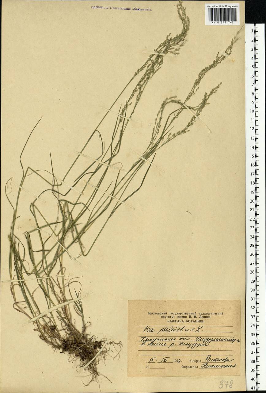 Poa palustris L., Eastern Europe, Central region (E4) (Russia)