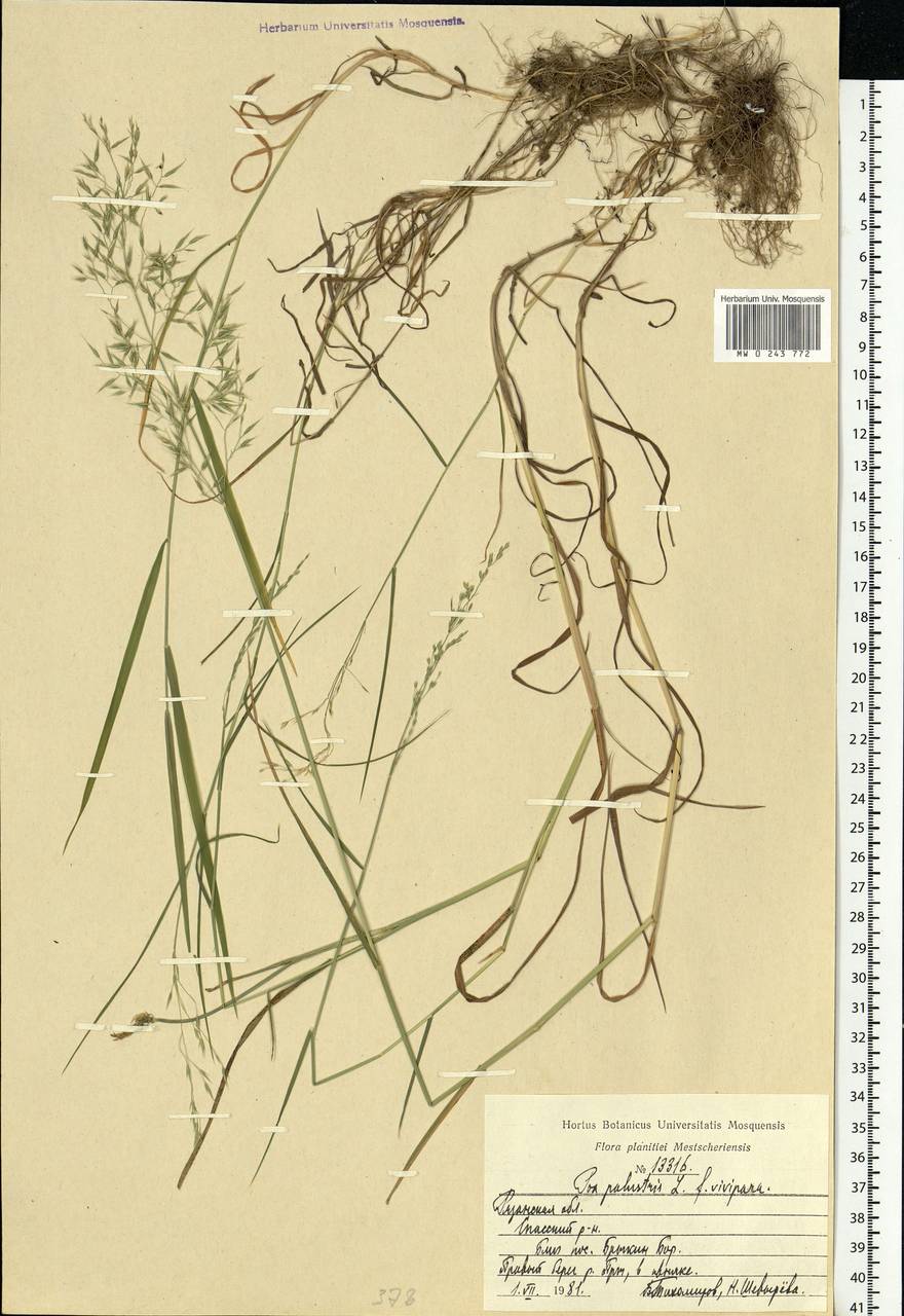 Poa palustris L., Eastern Europe, Central region (E4) (Russia)