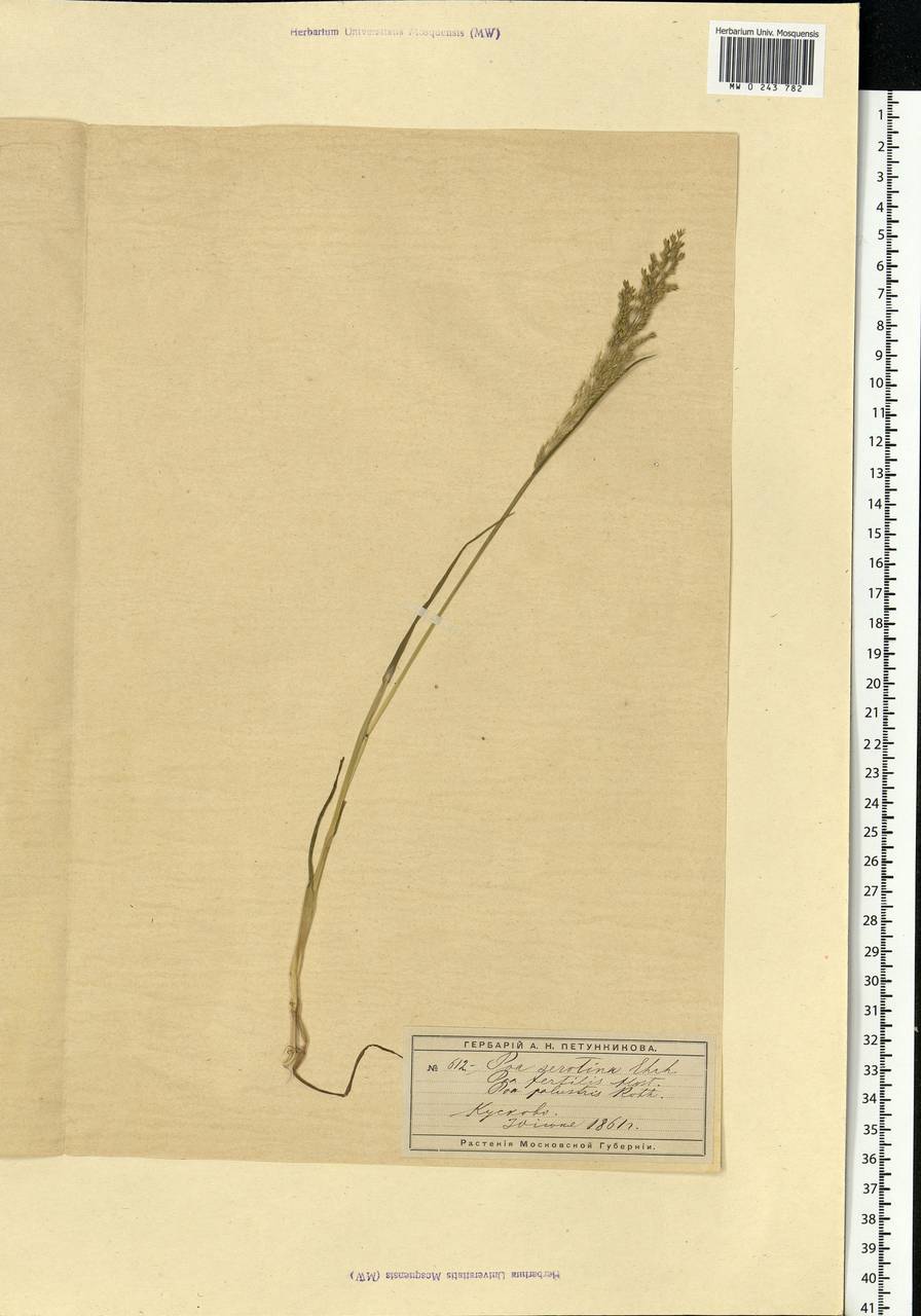 Poa palustris L., Eastern Europe, Moscow region (E4a) (Russia)