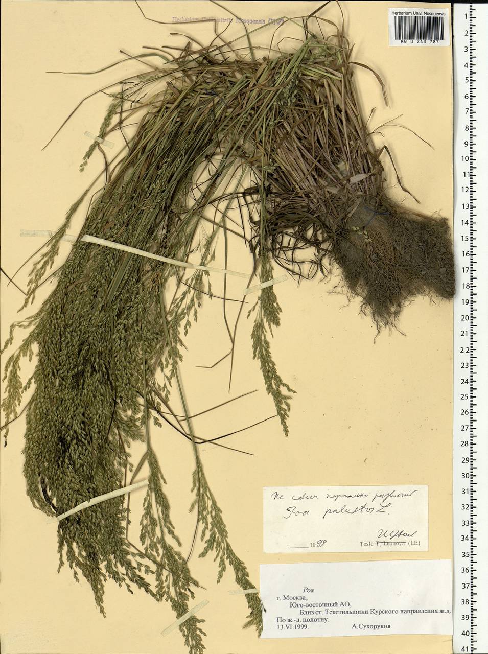 Poa palustris L., Eastern Europe, Moscow region (E4a) (Russia)