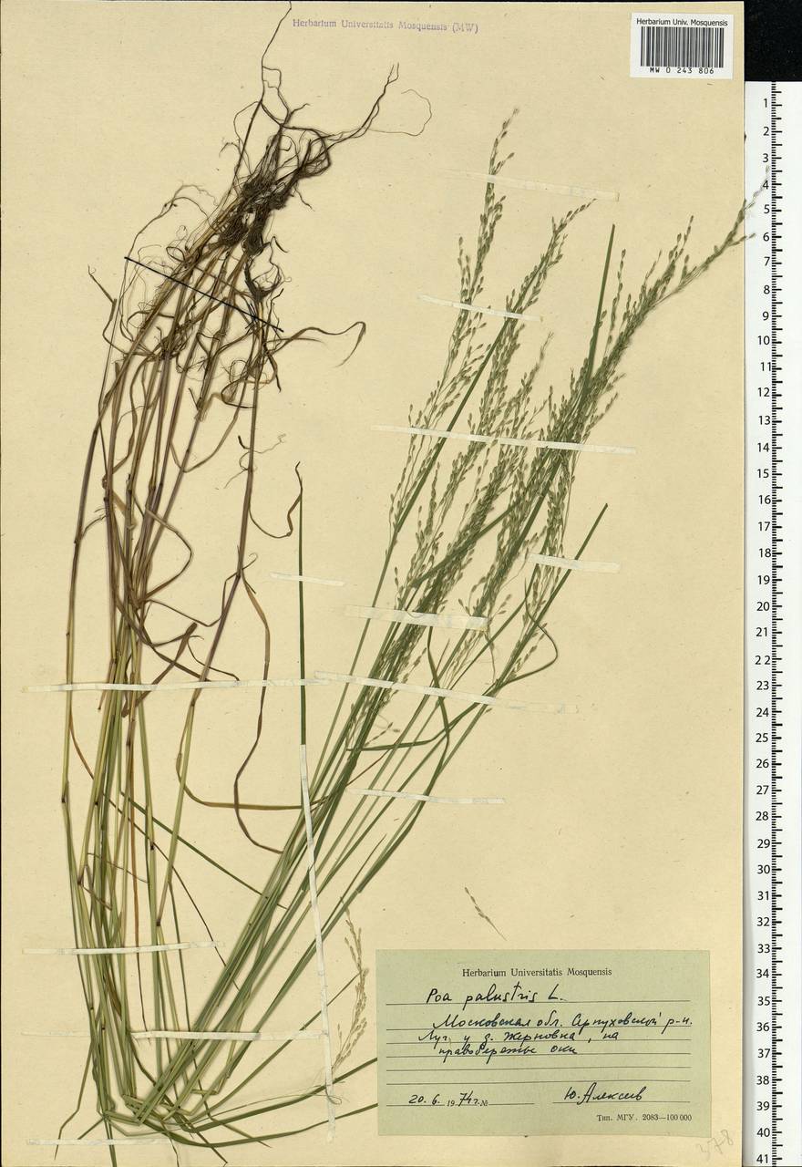 Poa palustris L., Eastern Europe, Moscow region (E4a) (Russia)