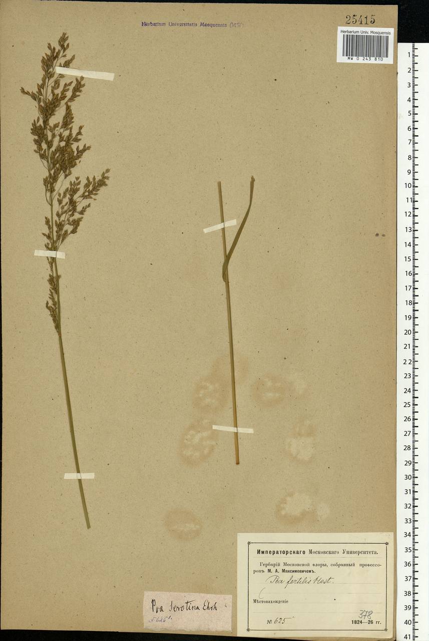 Poa palustris L., Eastern Europe, Moscow region (E4a) (Russia)