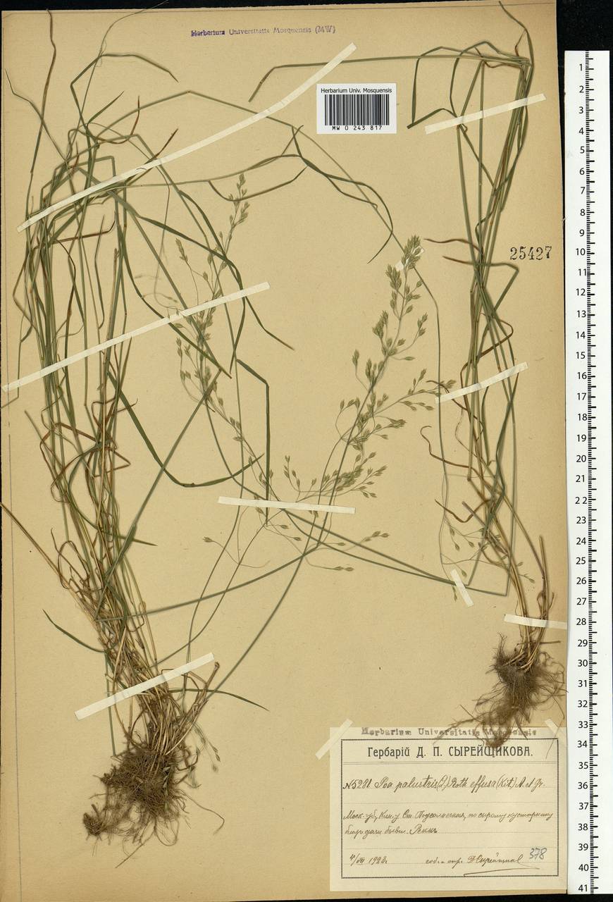 Poa palustris L., Eastern Europe, Moscow region (E4a) (Russia)