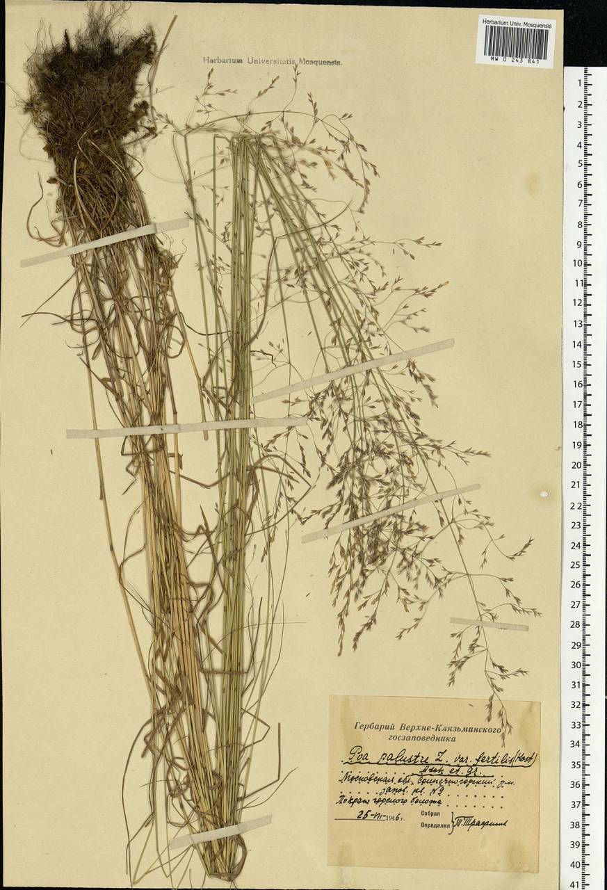 Poa palustris L., Eastern Europe, Moscow region (E4a) (Russia)