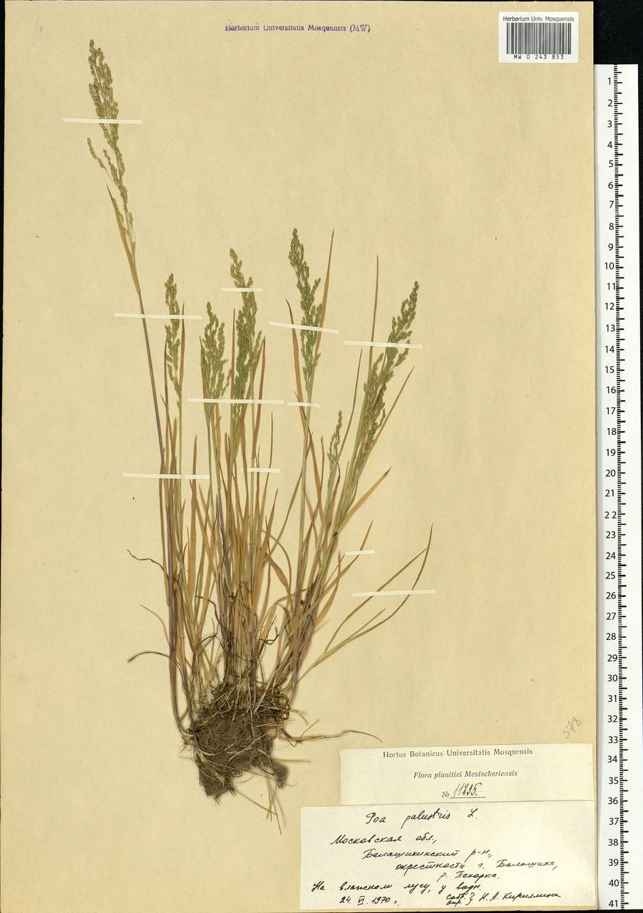 Poa palustris L., Eastern Europe, Moscow region (E4a) (Russia)