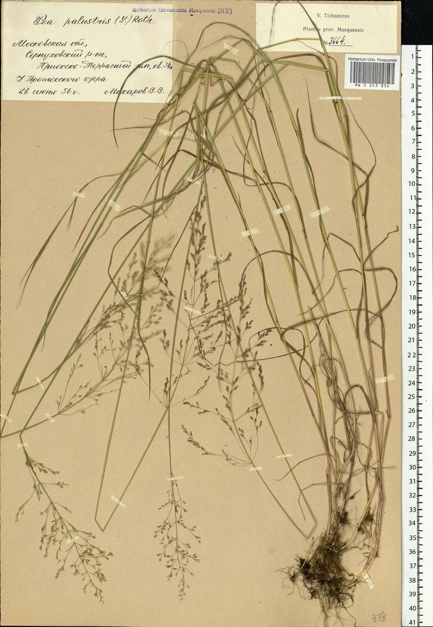 Poa palustris L., Eastern Europe, Moscow region (E4a) (Russia)