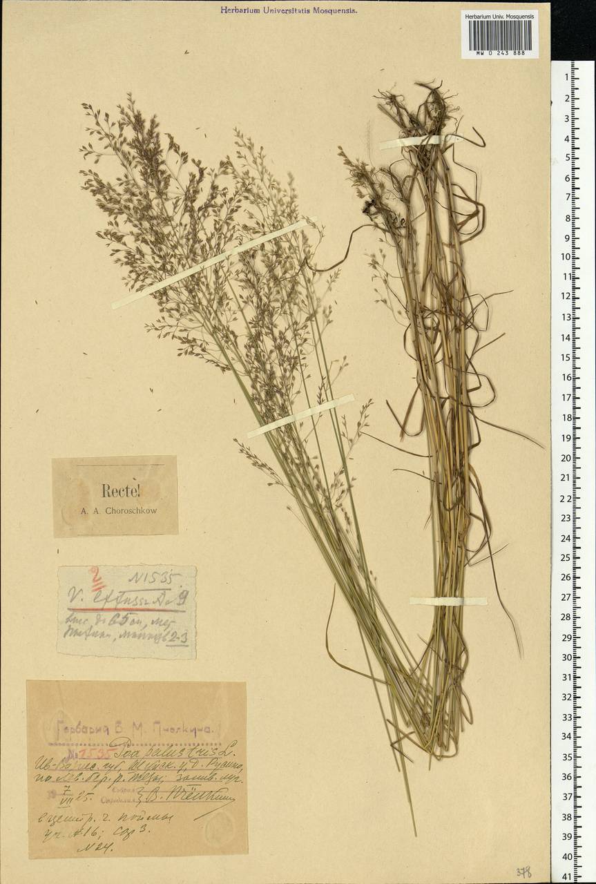 Poa palustris L., Eastern Europe, Central forest region (E5) (Russia)