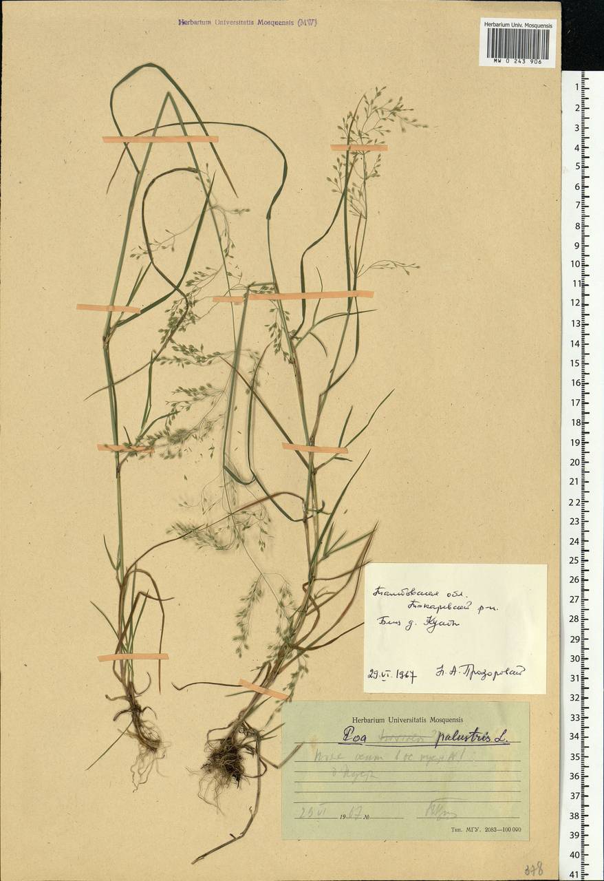 Poa palustris L., Eastern Europe, Central forest-and-steppe region (E6) (Russia)