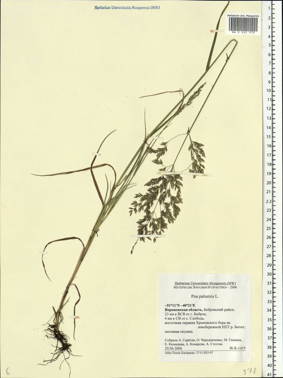 Poa palustris L., Eastern Europe, Central forest-and-steppe region (E6) (Russia)