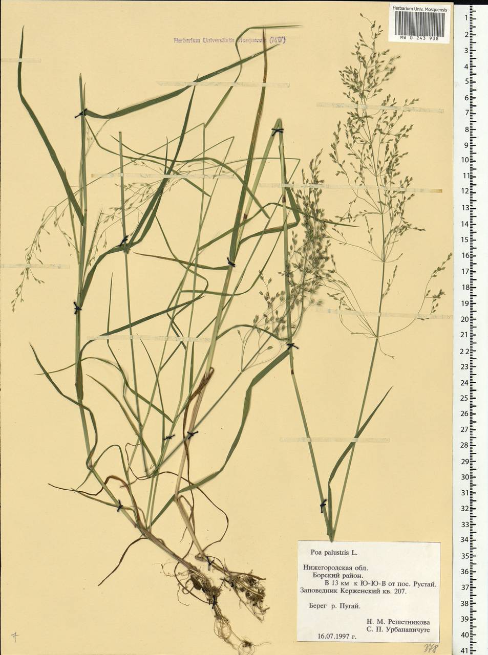 Poa palustris L., Eastern Europe, Volga-Kama region (E7) (Russia)