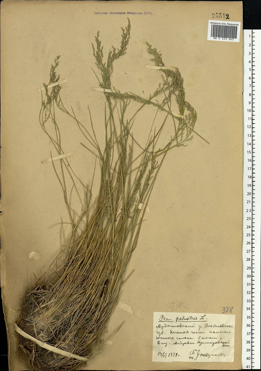 Poa palustris L., Eastern Europe, Middle Volga region (E8) (Russia)