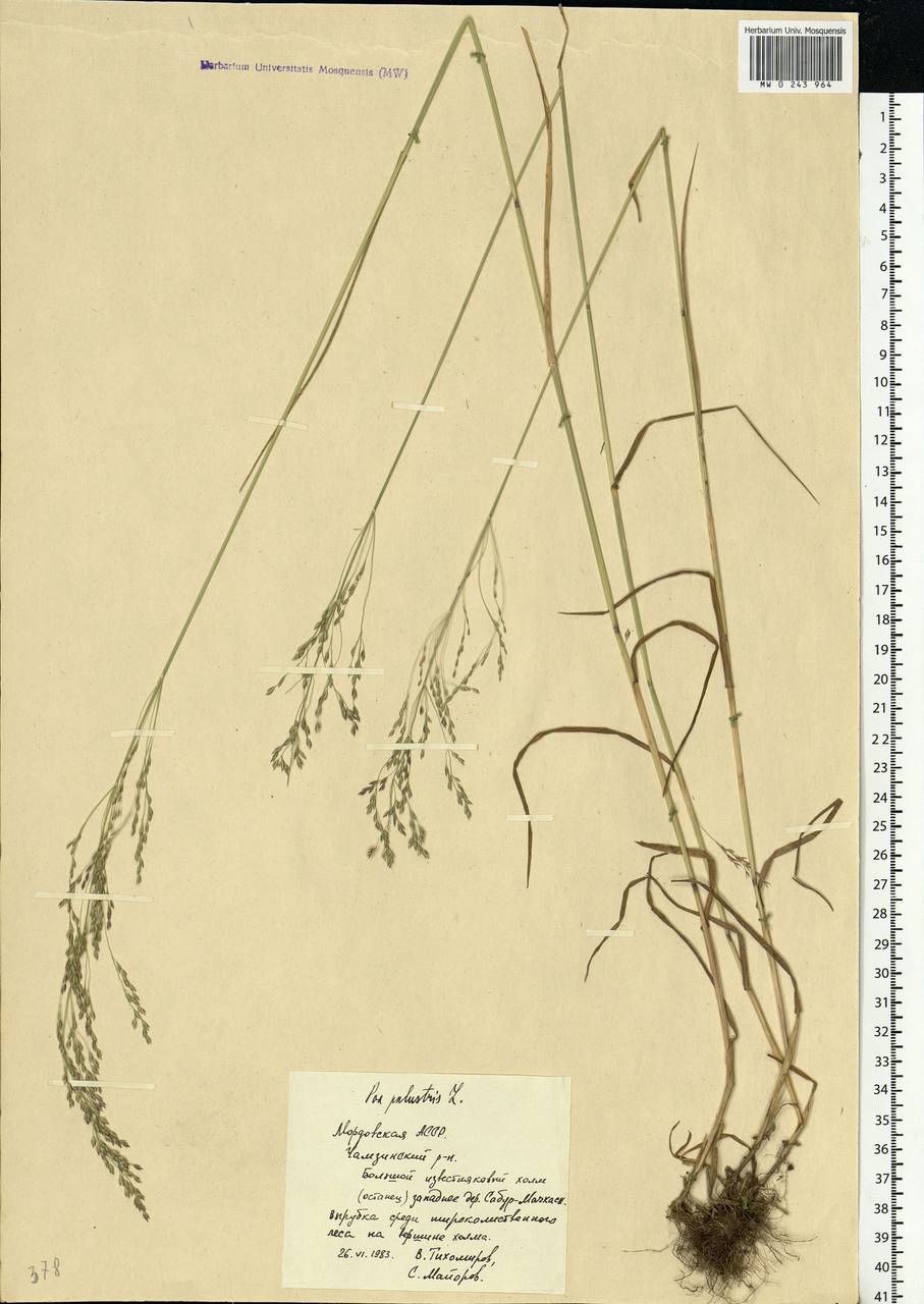 Poa palustris L., Eastern Europe, Middle Volga region (E8) (Russia)