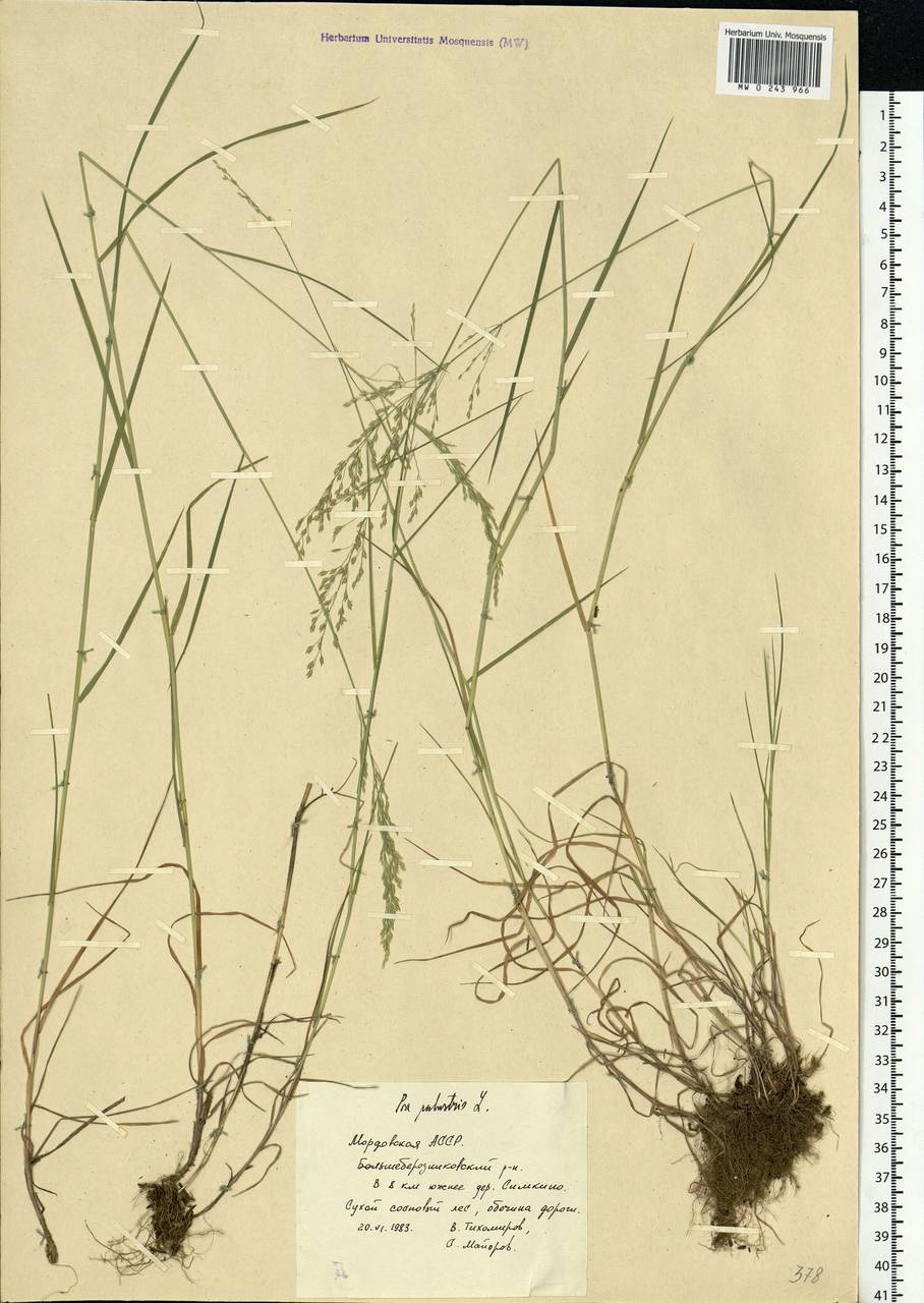 Poa palustris L., Eastern Europe, Middle Volga region (E8) (Russia)
