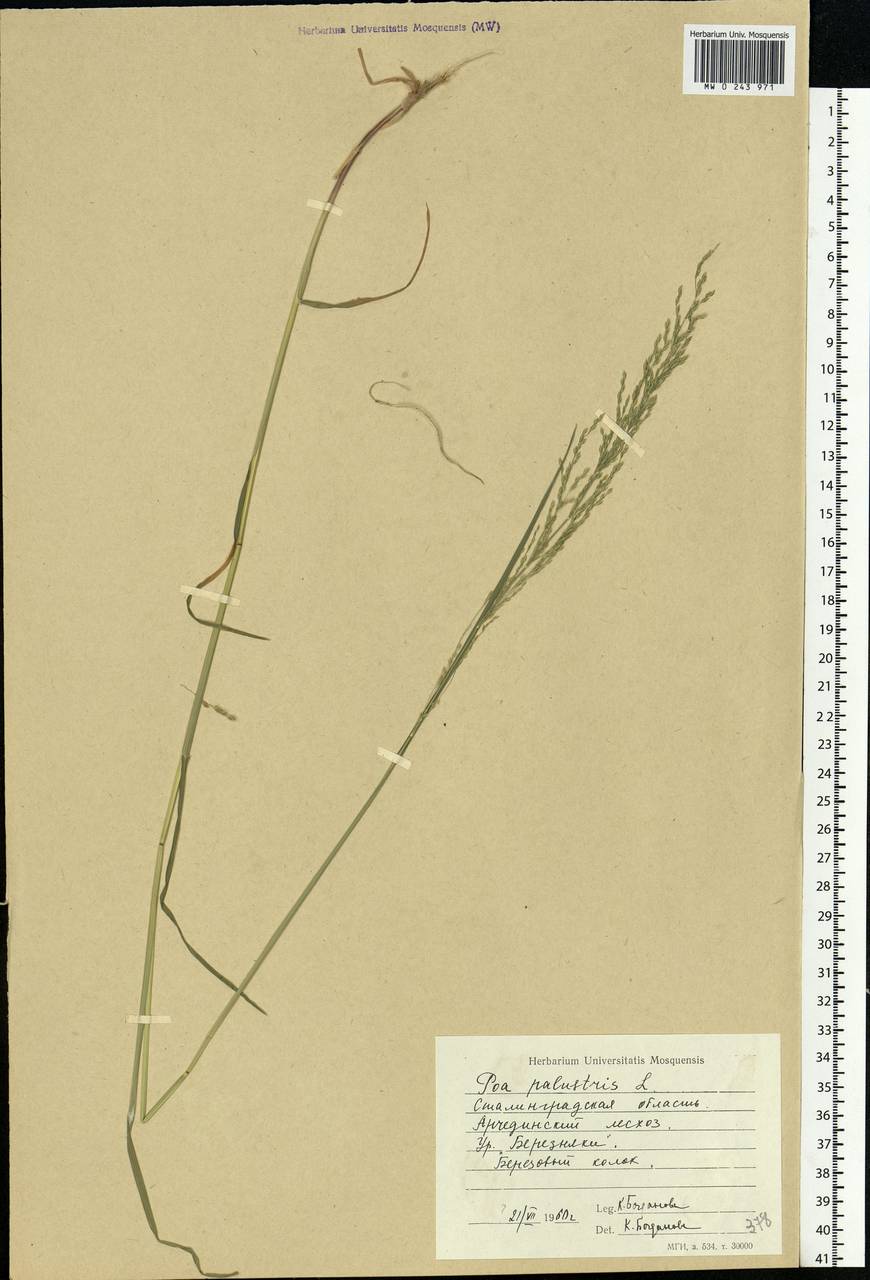 Poa palustris L., Eastern Europe, Lower Volga region (E9) (Russia)