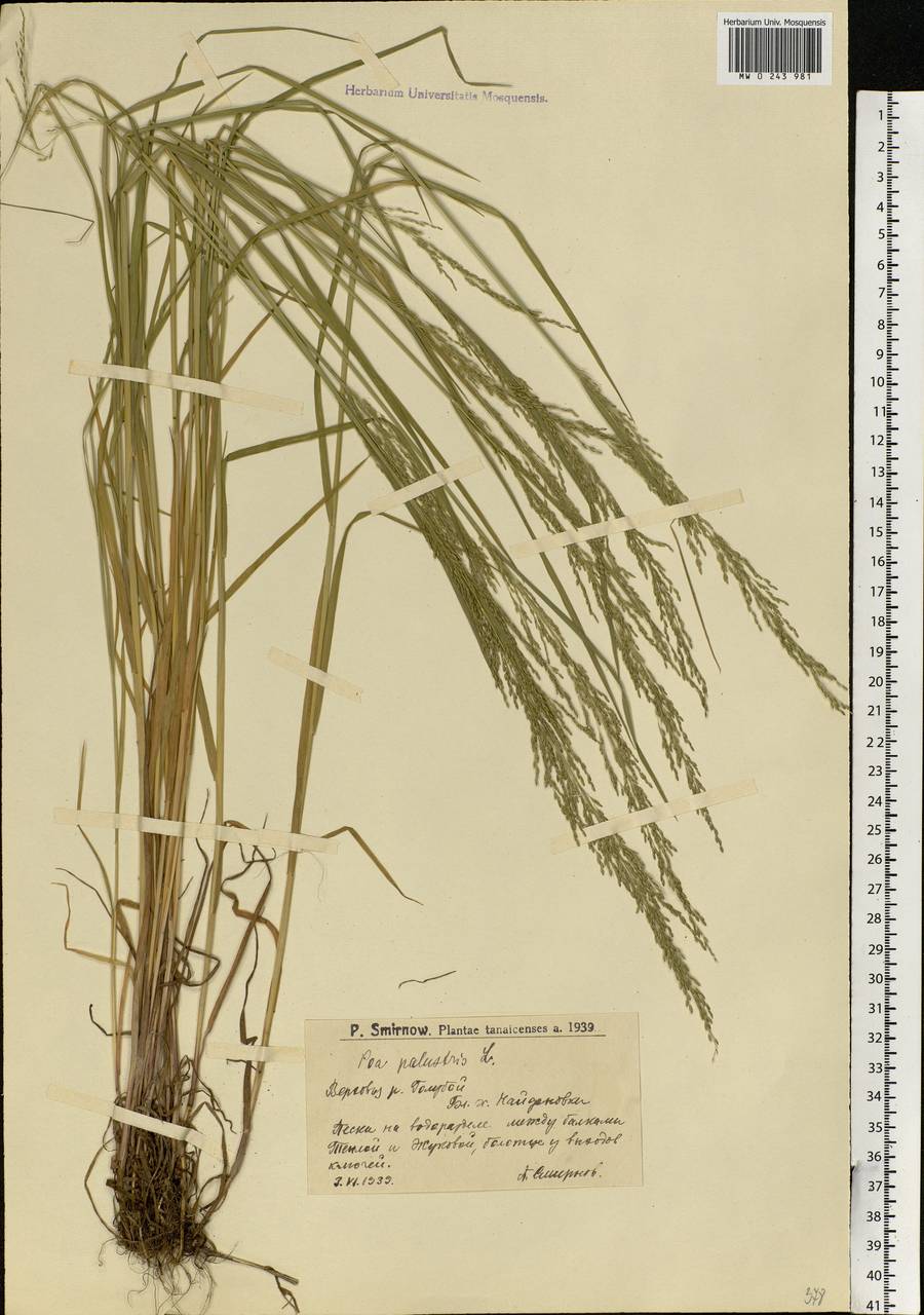 Poa palustris L., Eastern Europe, Lower Volga region (E9) (Russia)