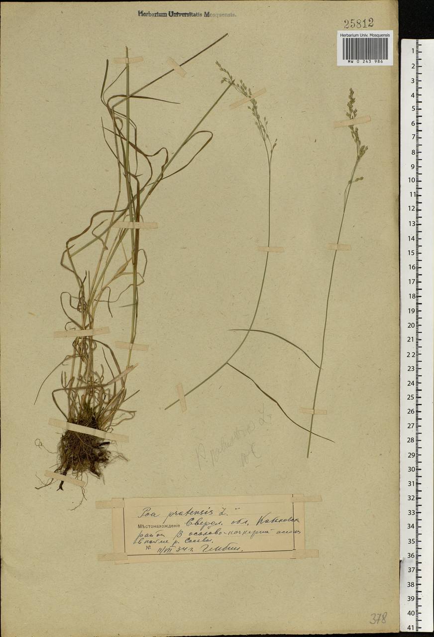 Poa palustris L., Eastern Europe, Eastern region (E10) (Russia)