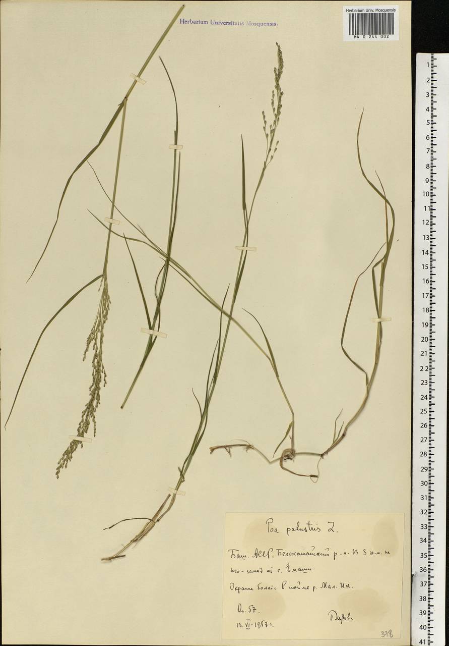 Poa palustris L., Eastern Europe, Eastern region (E10) (Russia)