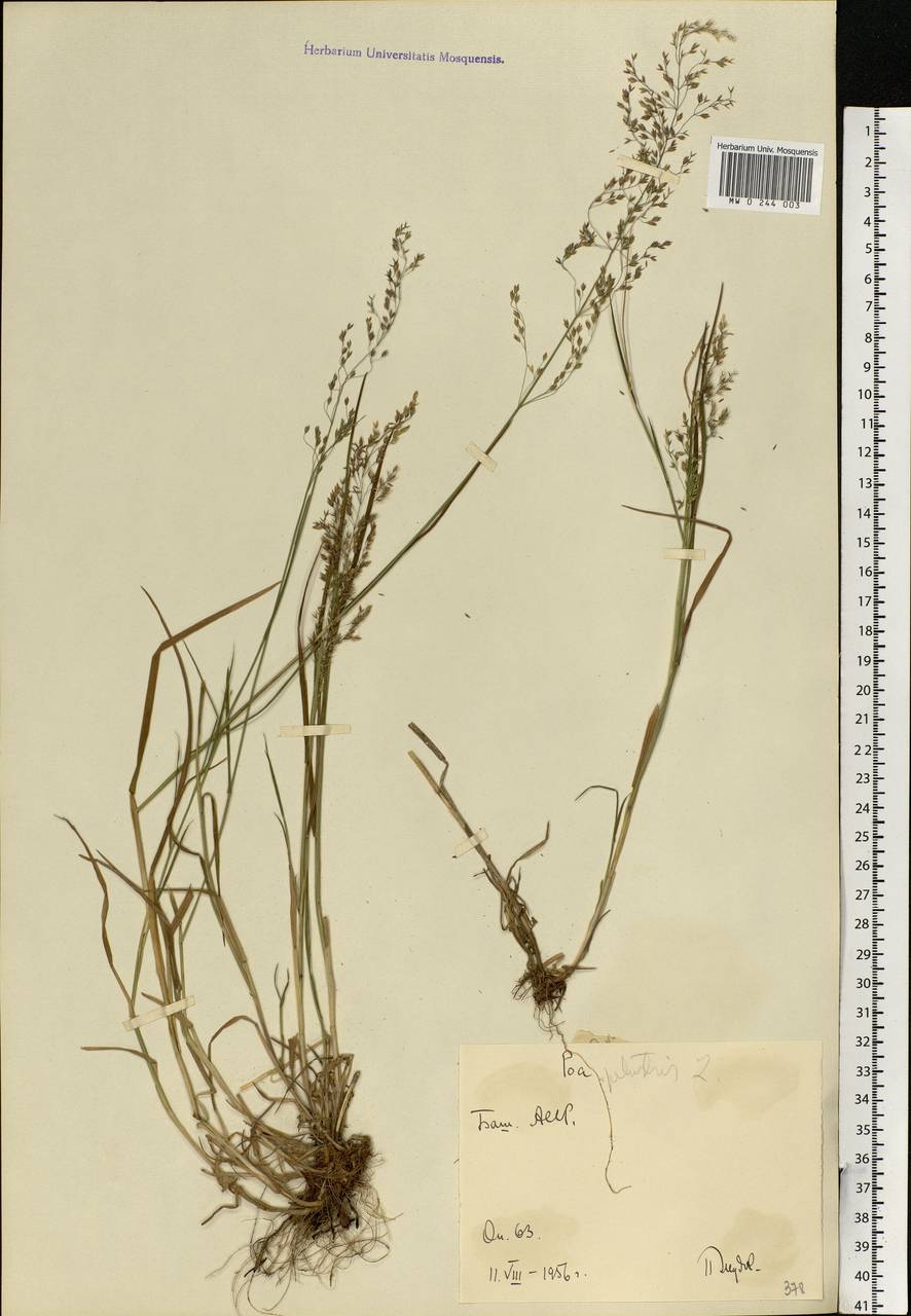 Poa palustris L., Eastern Europe, Eastern region (E10) (Russia)