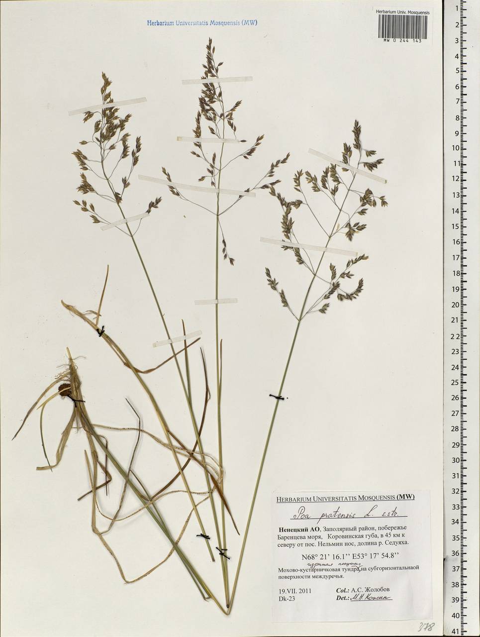 Poa pratensis L., Eastern Europe, Northern region (E1) (Russia)