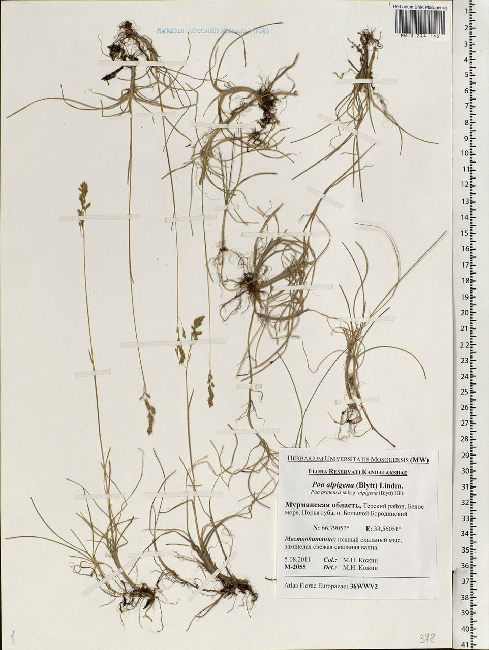 Poa pratensis L., Eastern Europe, Northern region (E1) (Russia)