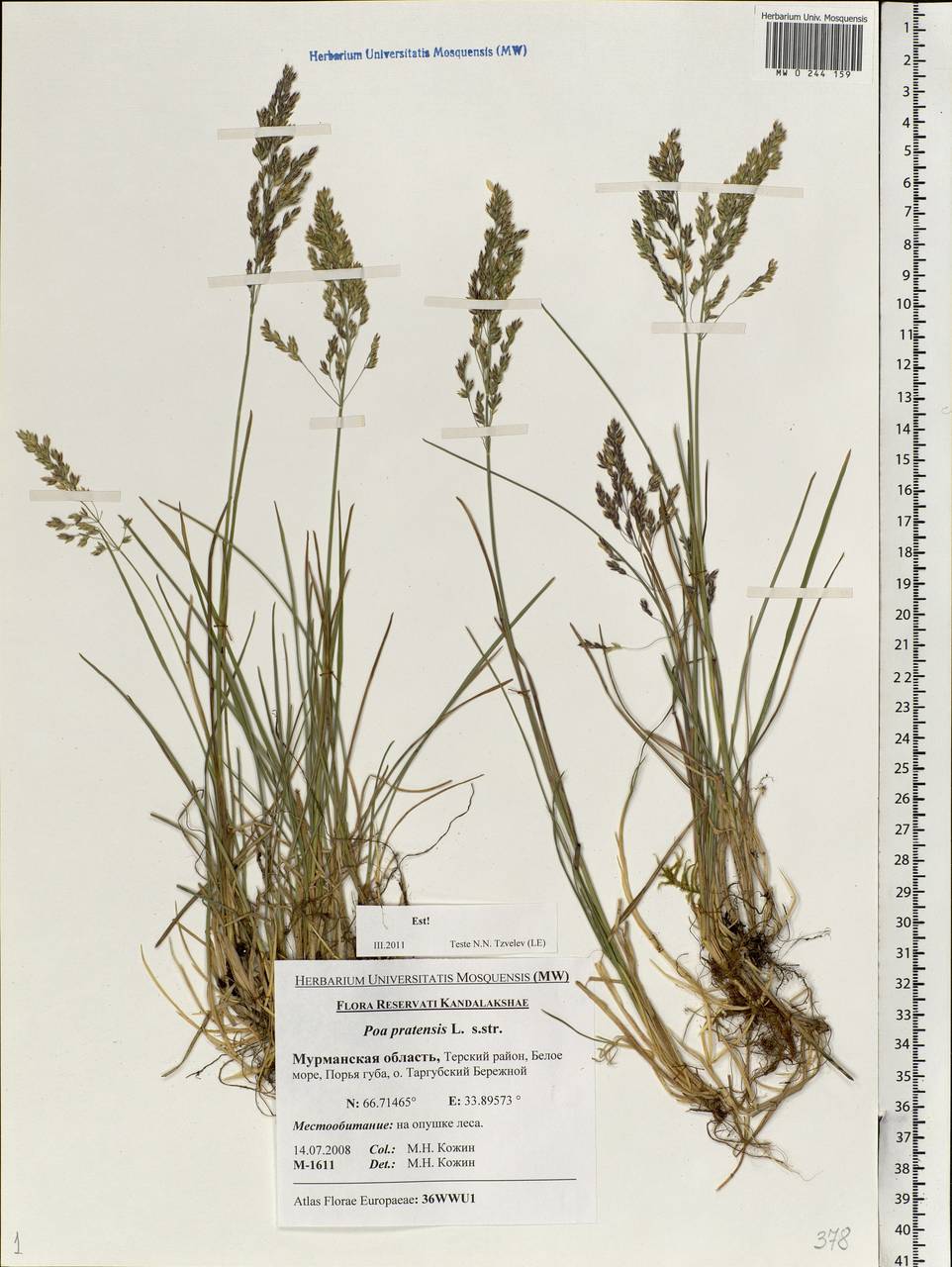 Poa pratensis L., Eastern Europe, Northern region (E1) (Russia)