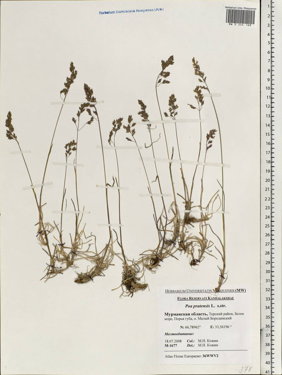 Poa pratensis L., Eastern Europe, Northern region (E1) (Russia)