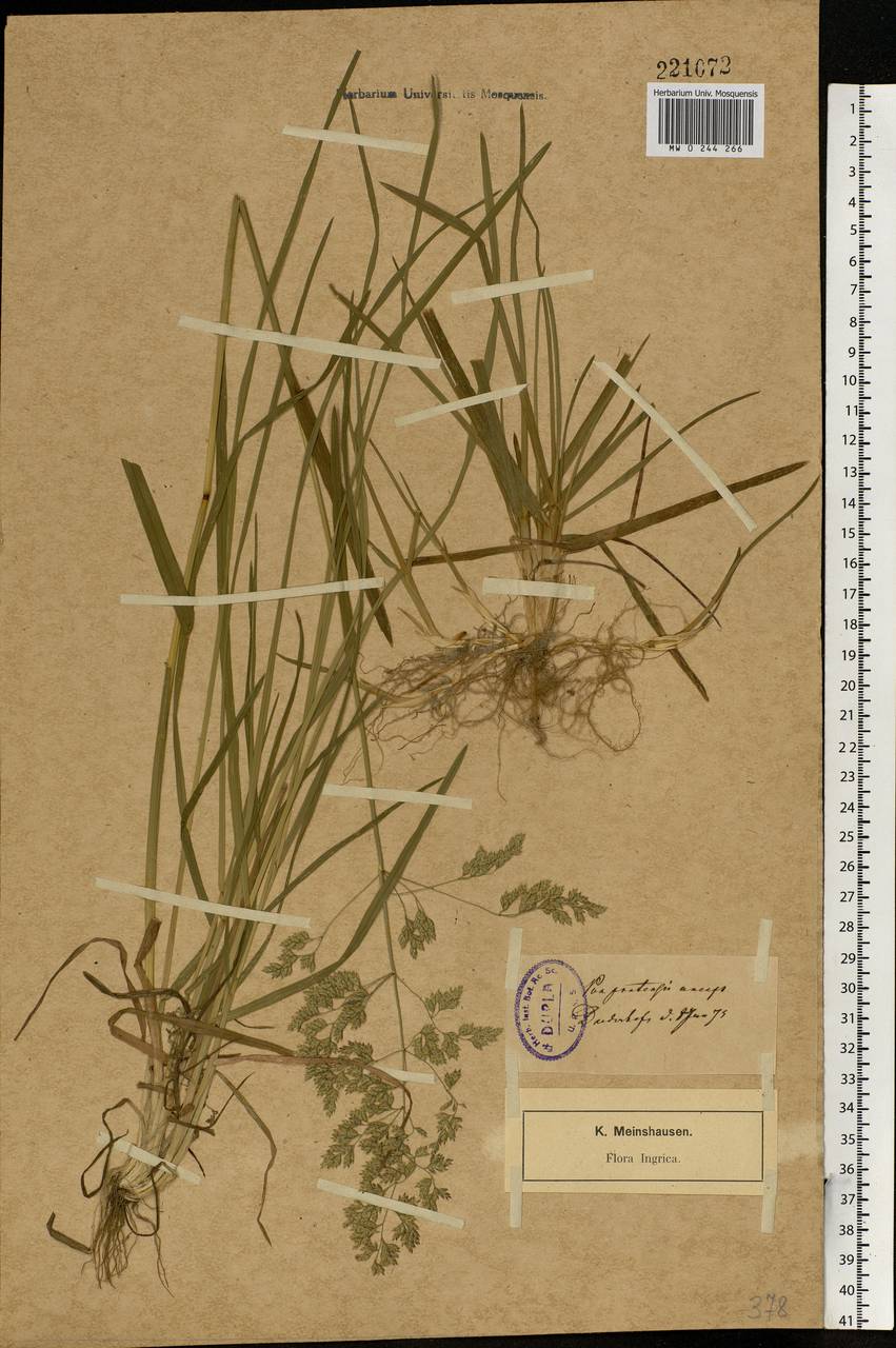 Poa pratensis L., Eastern Europe, North-Western region (E2) (Russia)