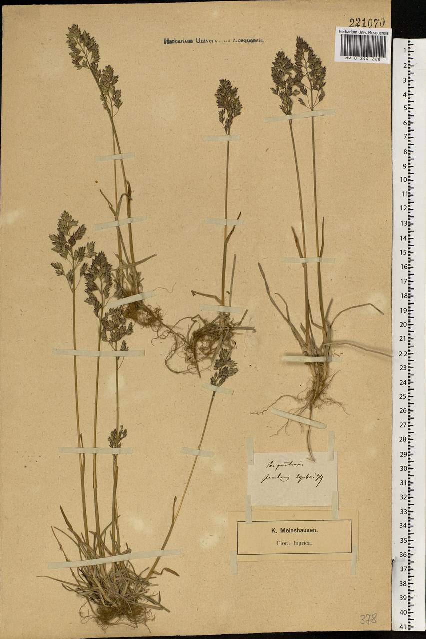 Poa pratensis L., Eastern Europe, North-Western region (E2) (Russia)