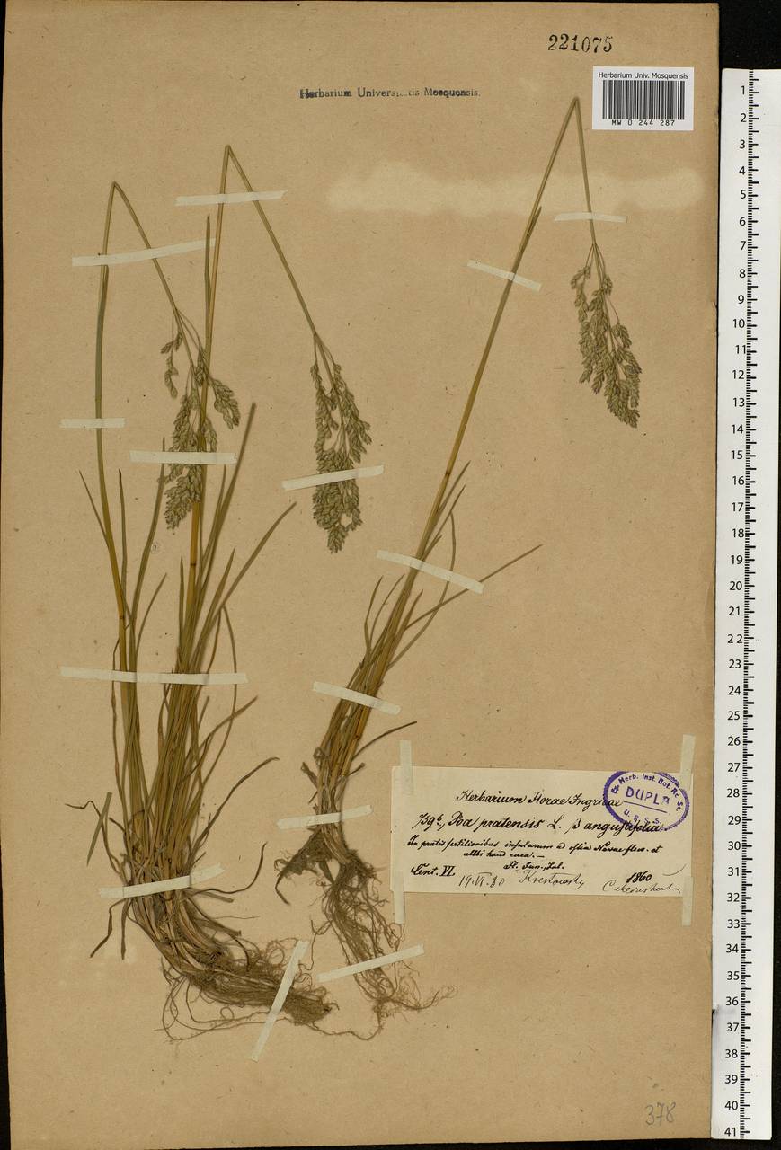Poa pratensis L., Eastern Europe, North-Western region (E2) (Russia)