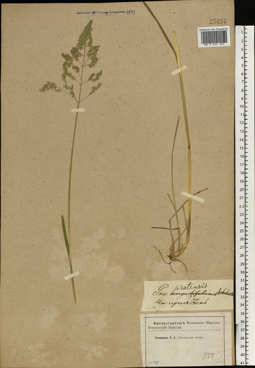 Poa pratensis L., Eastern Europe, Western region (E3) (Russia)