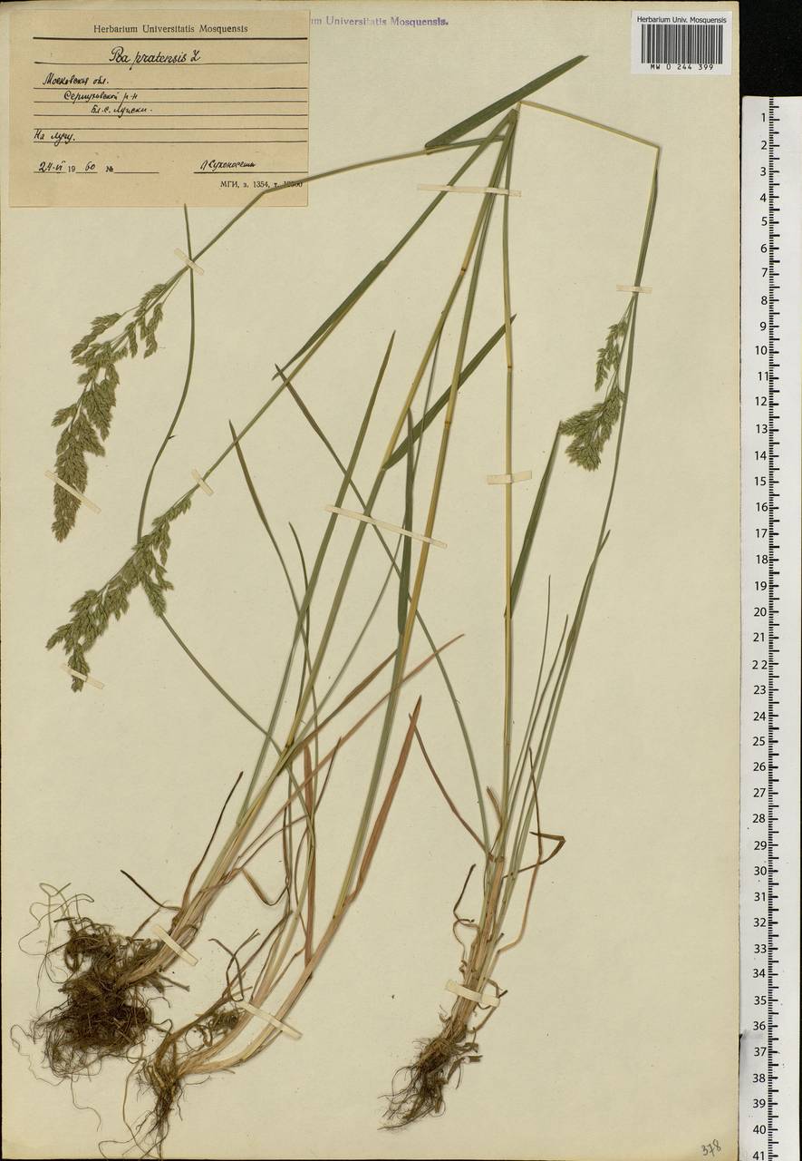 Poa pratensis L., Eastern Europe, Moscow region (E4a) (Russia)