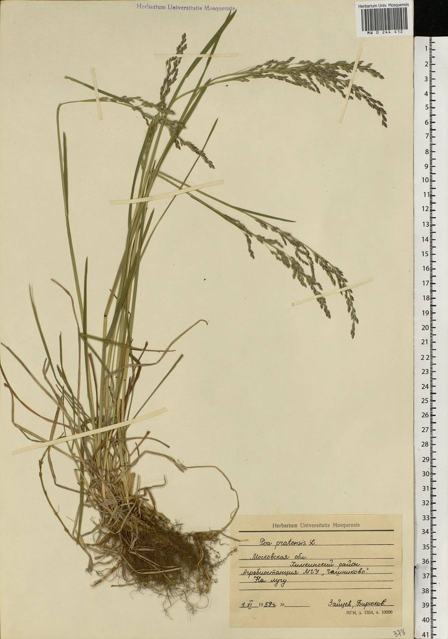 Poa pratensis L., Eastern Europe, Moscow region (E4a) (Russia)