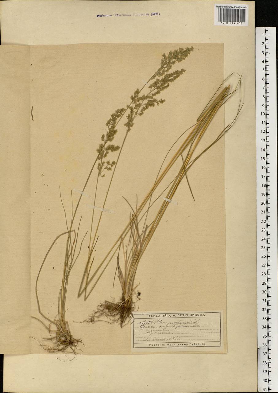 Poa pratensis L., Eastern Europe, Moscow region (E4a) (Russia)