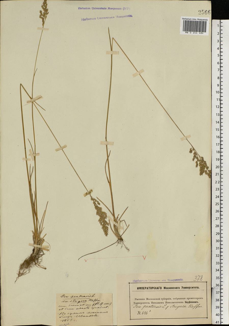 Poa pratensis L., Eastern Europe, Moscow region (E4a) (Russia)