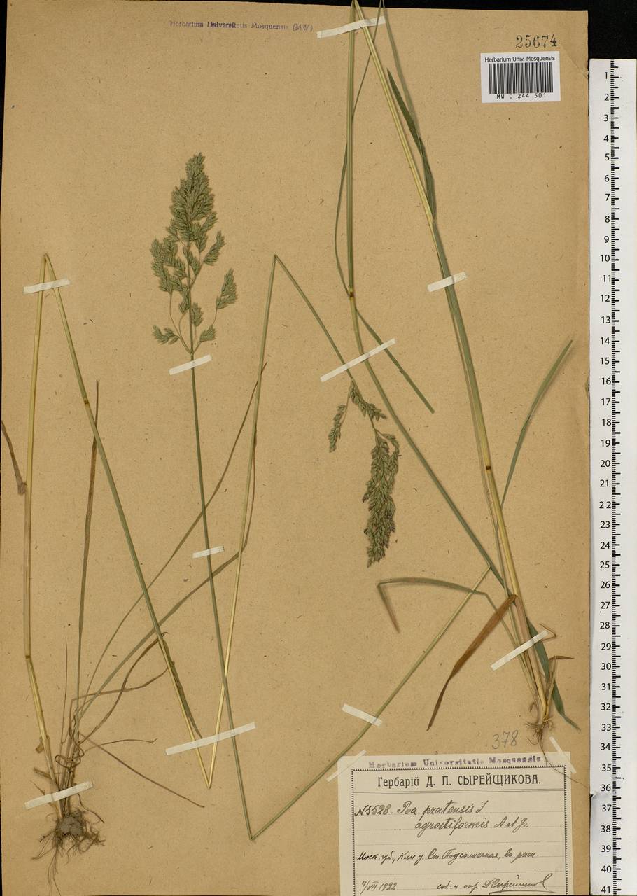 Poa pratensis L., Eastern Europe, Moscow region (E4a) (Russia)