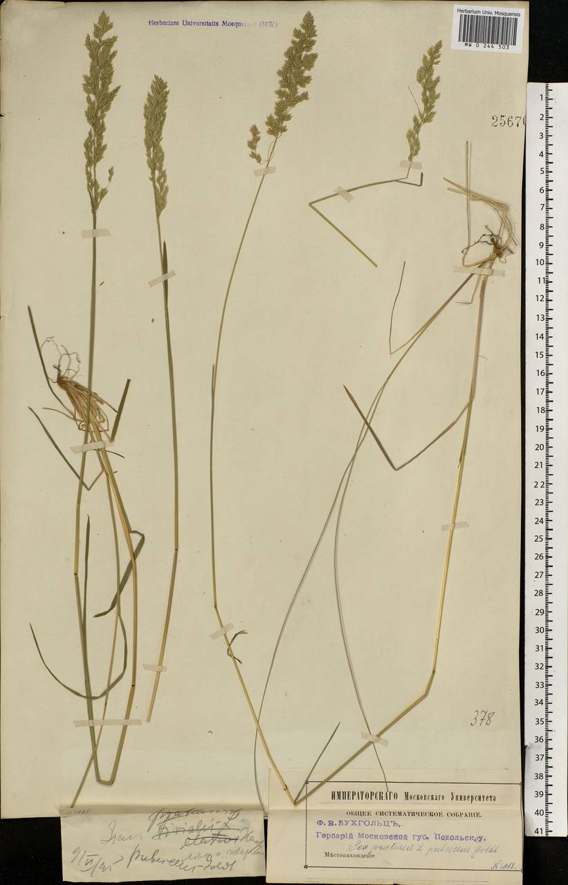 Poa pratensis L., Eastern Europe, Moscow region (E4a) (Russia)