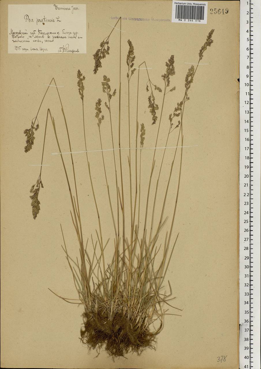 Poa pratensis L., Eastern Europe, Moscow region (E4a) (Russia)