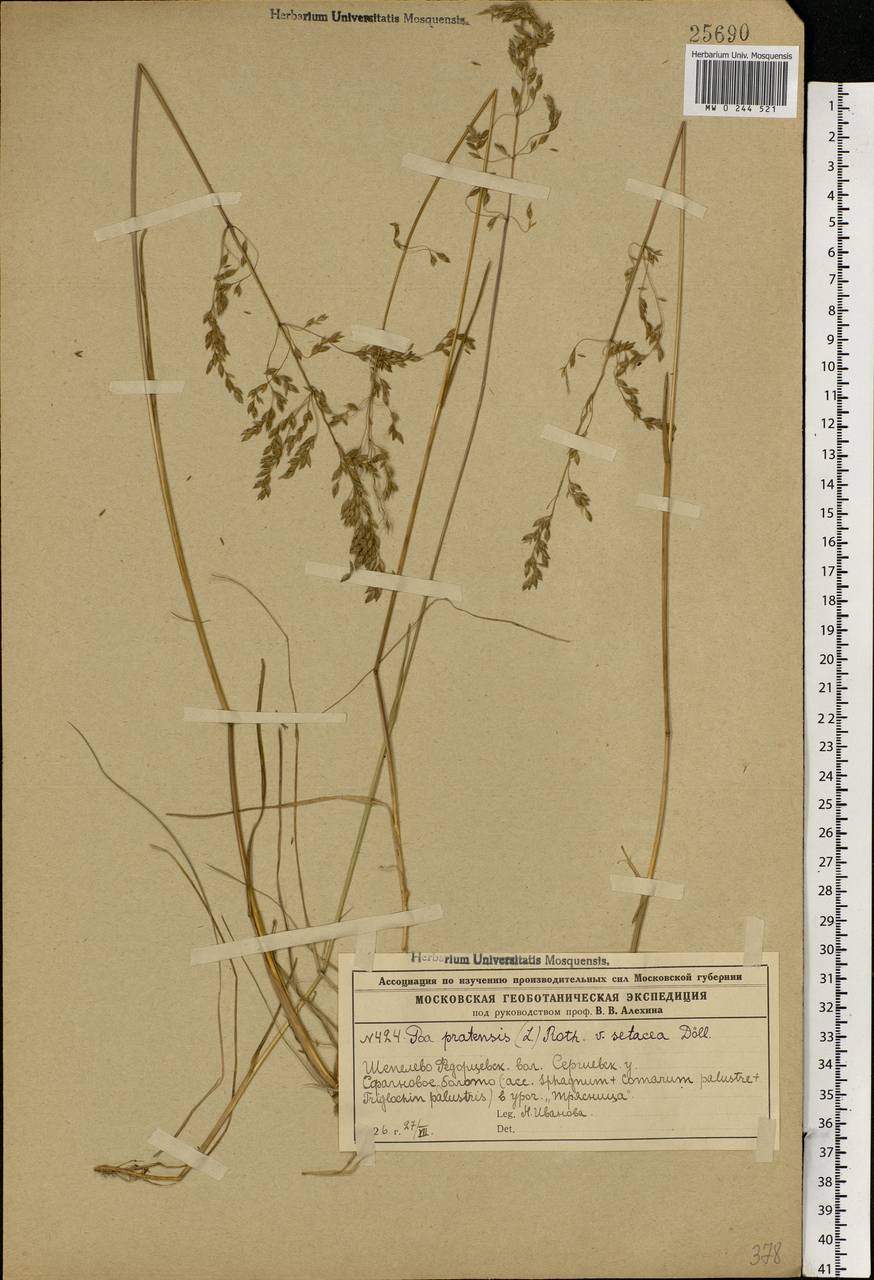Poa pratensis L., Eastern Europe, Moscow region (E4a) (Russia)